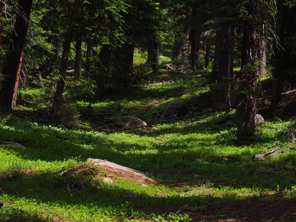 A Walk in the&nbsp;Woods