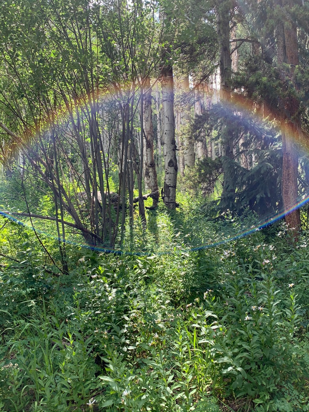 A Shot in the&nbsp;Arm