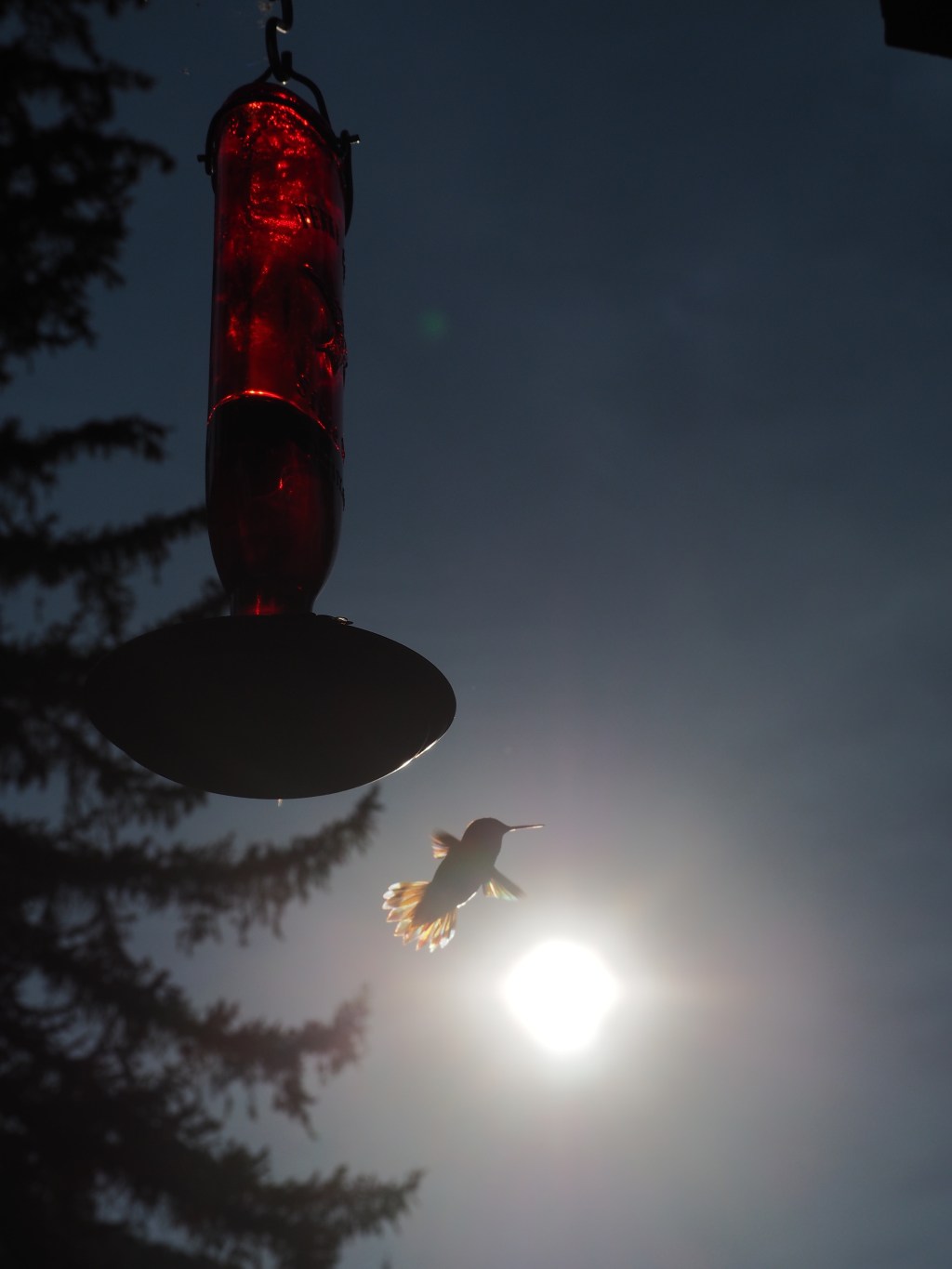 The last hummingbird