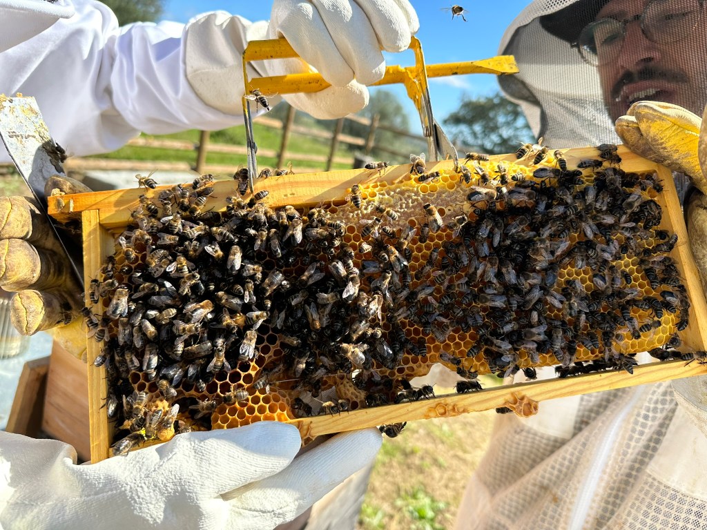 Bee Keeping in the&nbsp;Barrocal